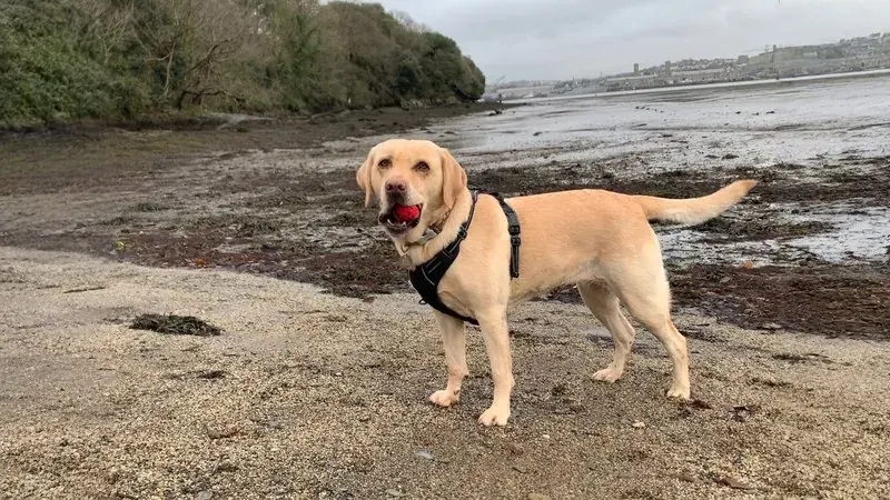 Dezelfde foto van de labrador, nu breder, met meer van het strand en het water eromheen
