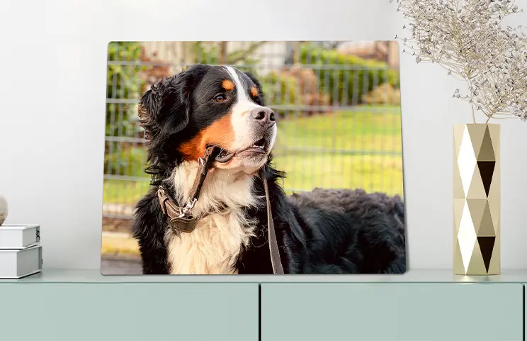 Metalen fotoprint van Printerpix|Aluminium fotoprint van een berg en een meer vastgehouden door een vrouw gemaakt door Printerpix|Kleine vierkante metalen print van een man die in een meer duikt|Metalen fotoprint van moeder en dochter op boekenplank|Vrouw plaatst metalen print van vriendin en vriend op muur|Drie metalen fotoprints van verschillende maten|||||