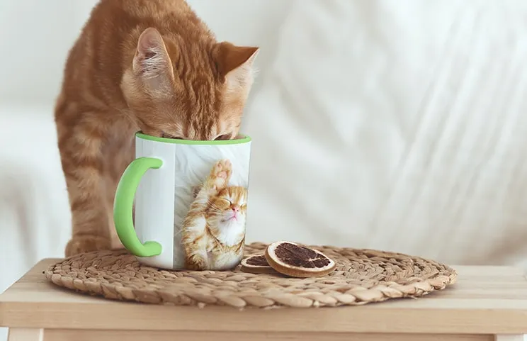 Kat drinkt uit gepersonaliseerde kleuren fotomok met foto van kat